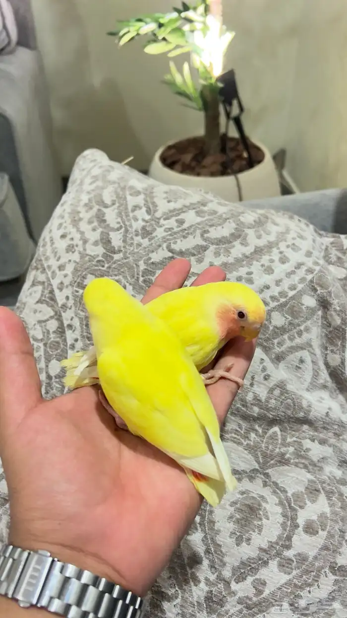 روز لاتينو هدد عرض خاص 3