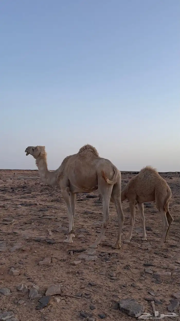 خلفه ذلول اصيله للبيع 1