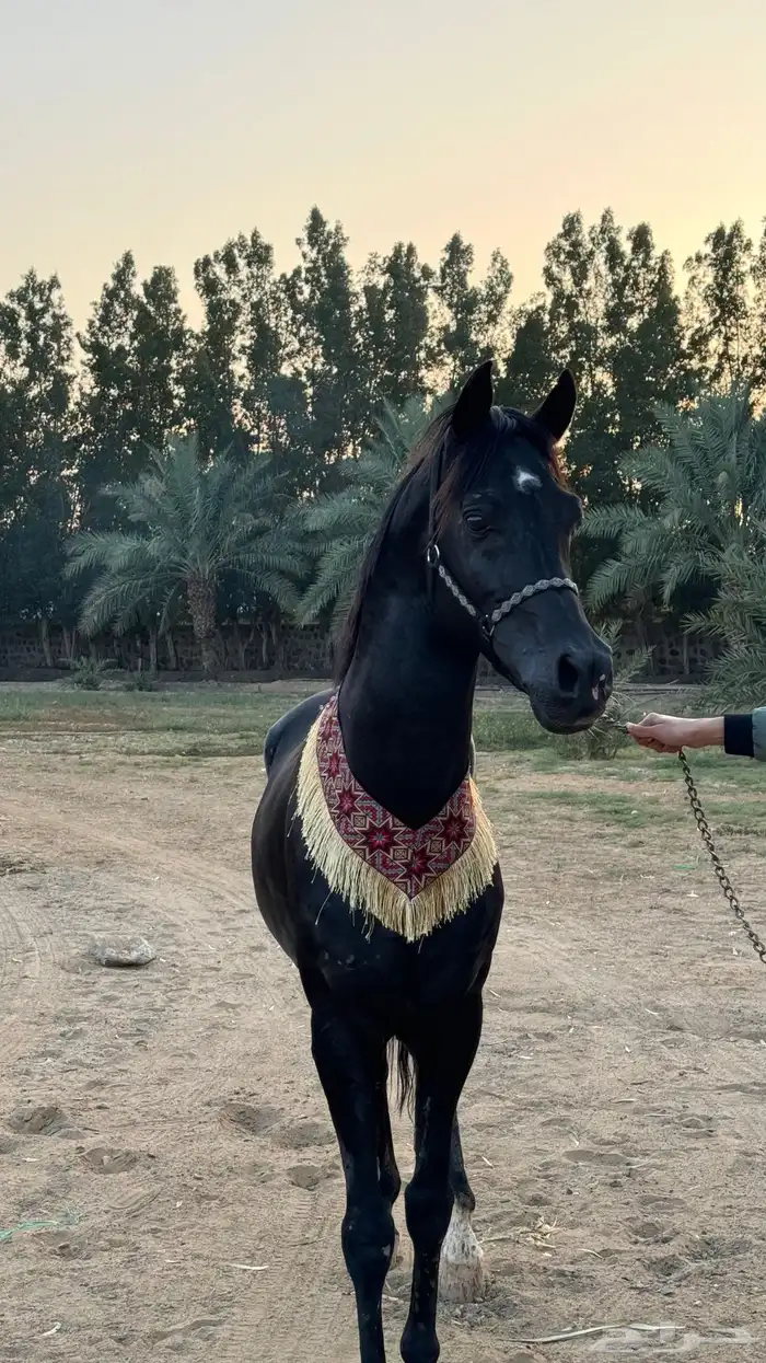 قلادة خيل زينة  صدريه زينة 0