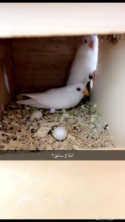 زوج روز ألبينو صافي منتج ( تم البيع 4
