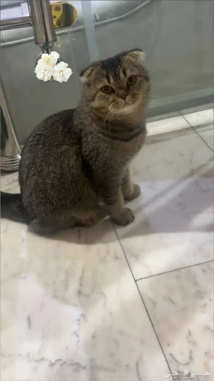 قط سكوتش فولد 0