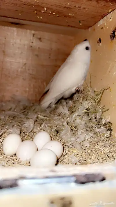 زوج روز ألبينو صافي منتج ( تم البيع 5