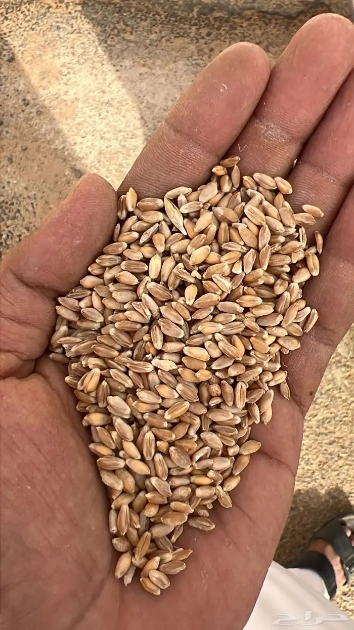 بر نوع ميساني   ماربي 0