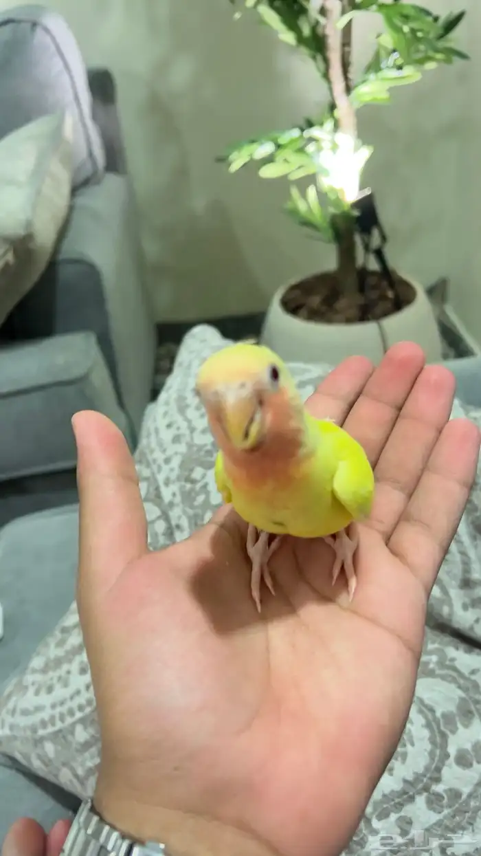 روز لاتينو هدد عرض خاص 4