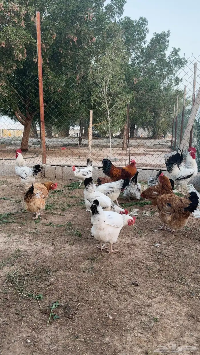 دجاج فرنسي بياض 1
