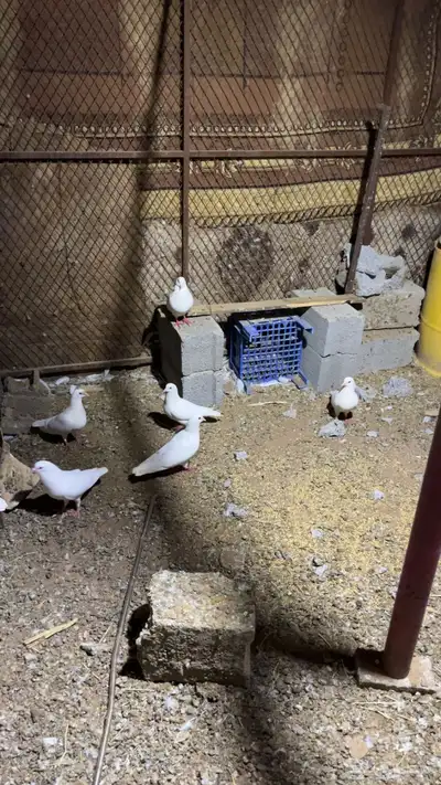 حمام فرنسي لا البيع والبيع جمله 5