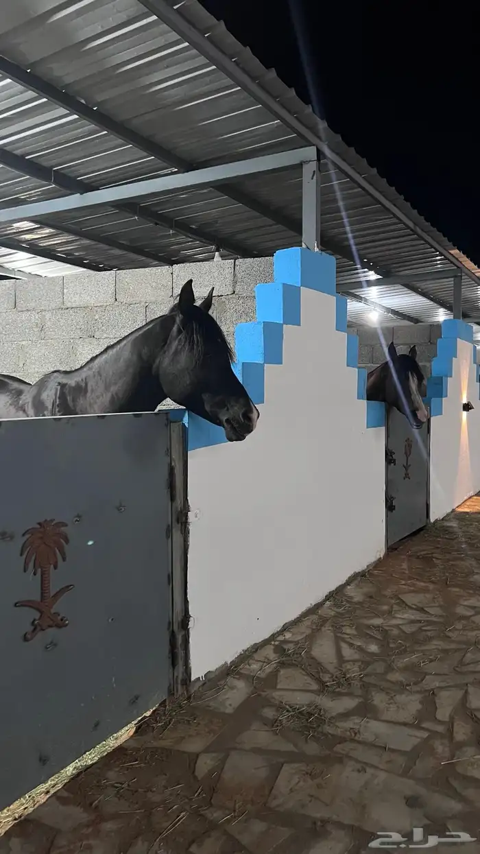 مربط نجد RQ للخيل العربيه الاصيله 1