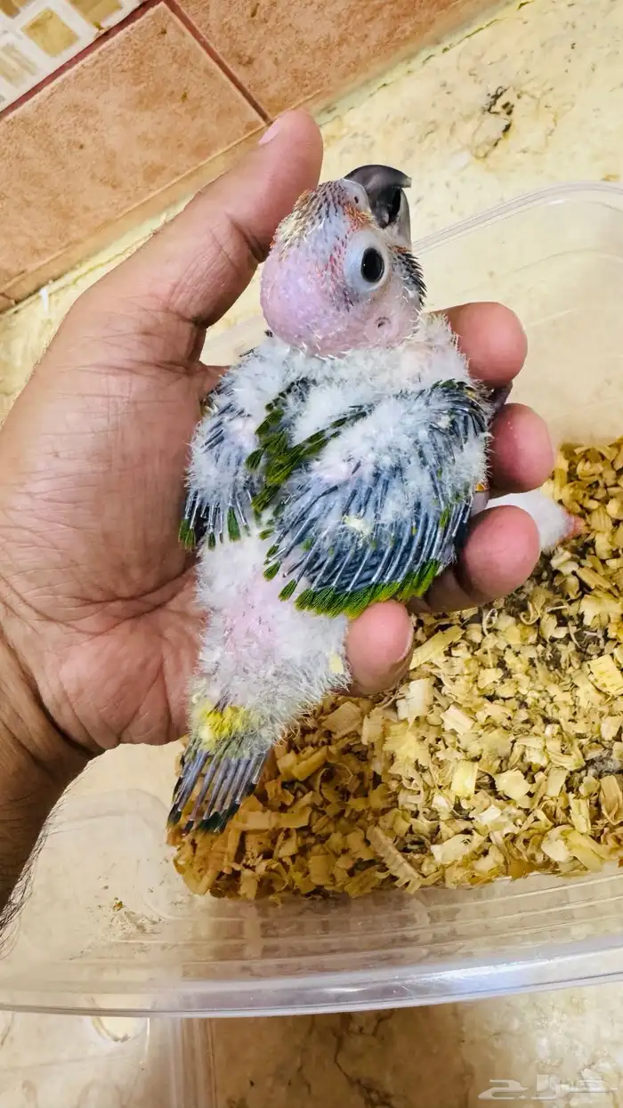 فروخ صن كنيور شمسي صافي 1