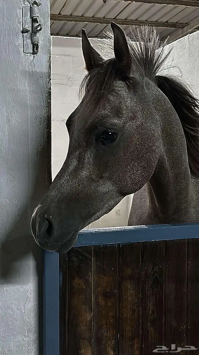 مربط رايان الخيل 9