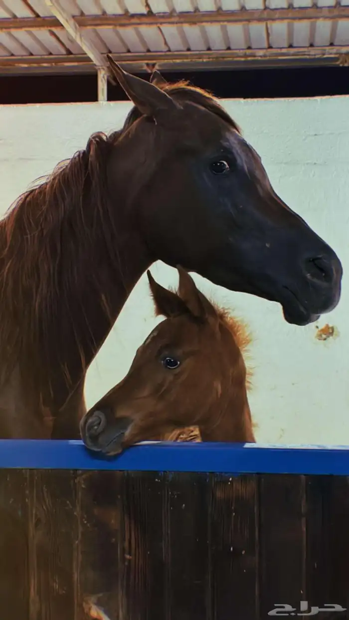 مربط رايان الخيل 5