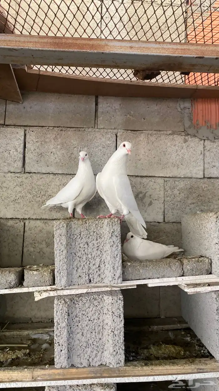 حمام فرنسي منتج للبيع(تم البيع) 2