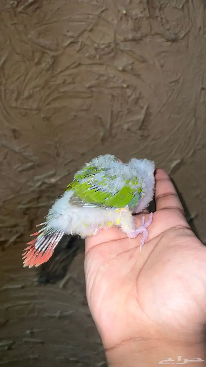 فرخ كنيور اناناس غر صبغه 2