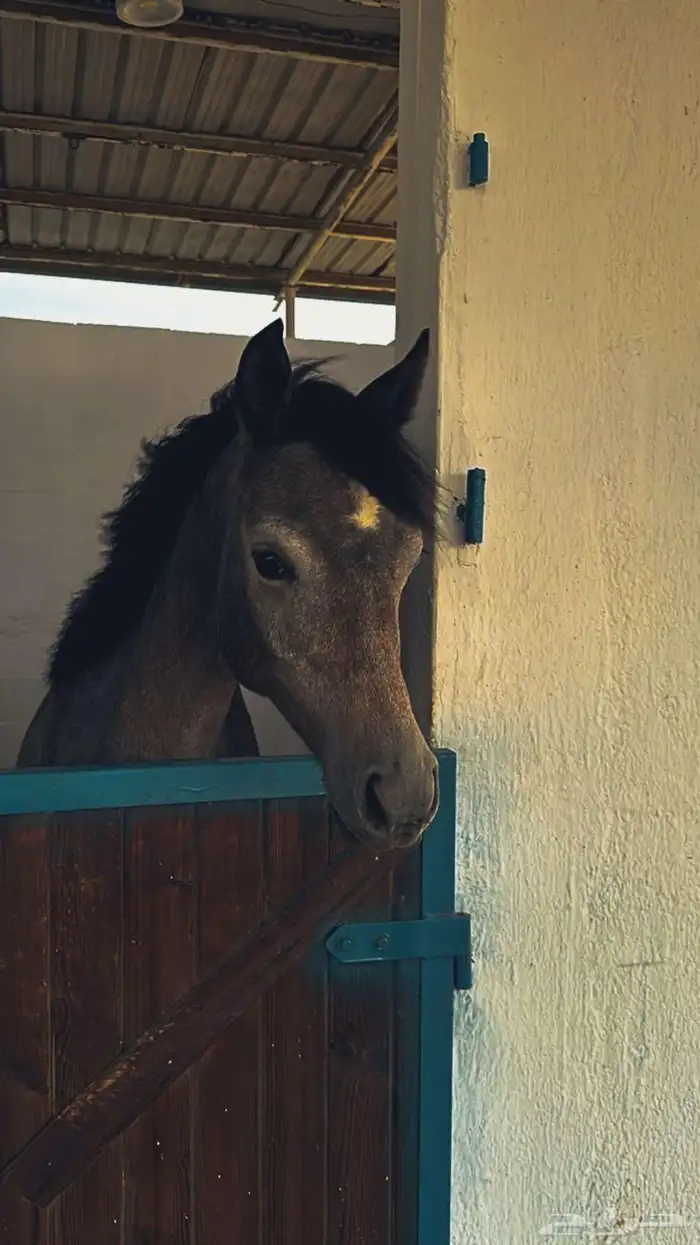 مربط رايان الخيل 7