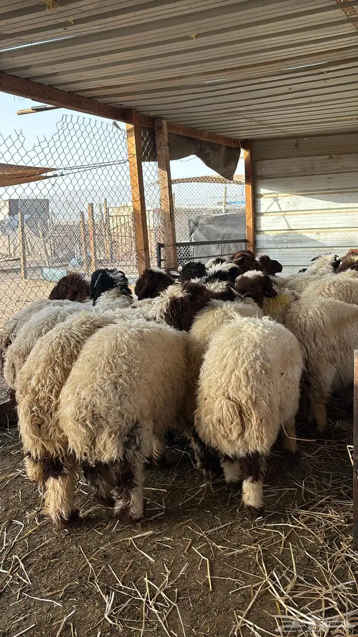 ذبائح نعيمي ذبح وتوصيل 1
