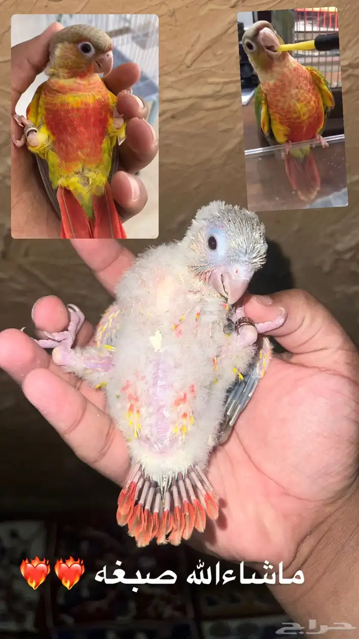 فرخ كنيور اناناس غر صبغه 1