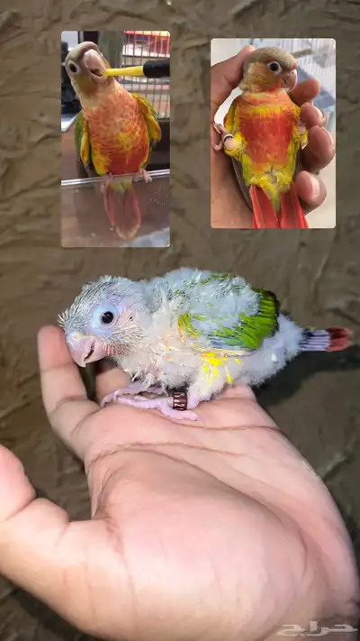 فرخ كنيور اناناس غر صبغه 0