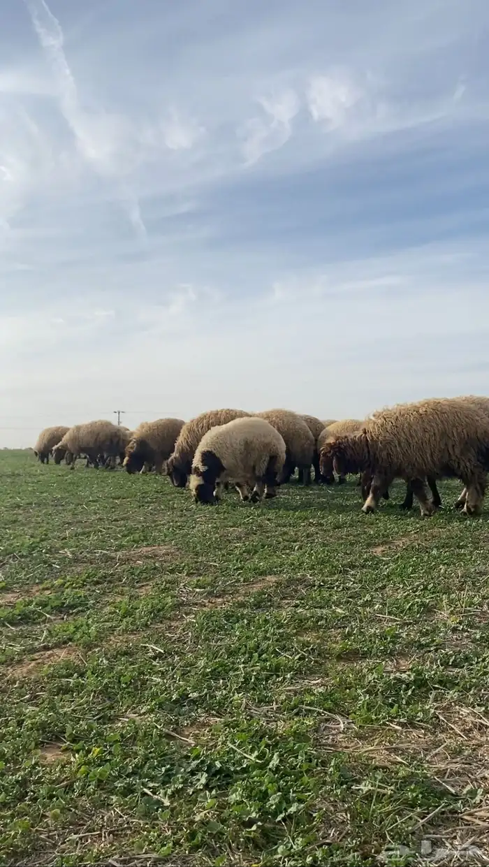 ذبايح بلدي حسب الطلب 2