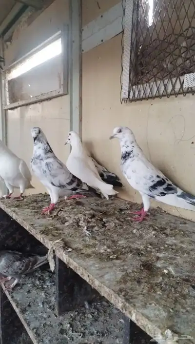 حمام فرنسي وزاجل منتج 80 جوز وتزيد 2