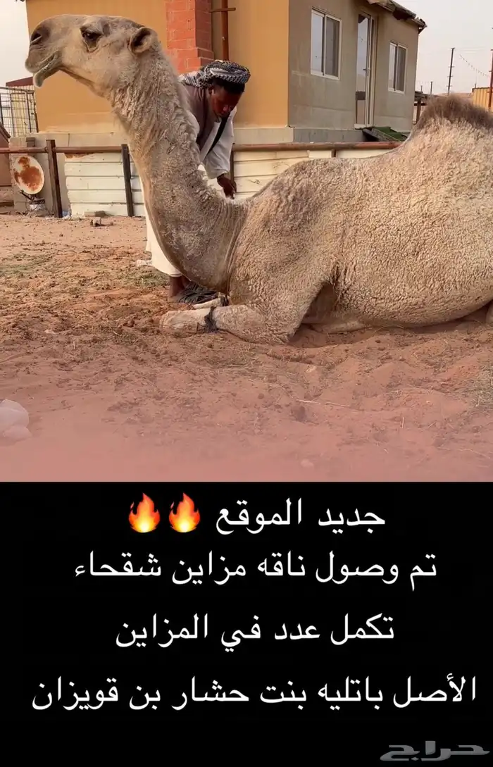 للبيع شقحاء مزاين 0