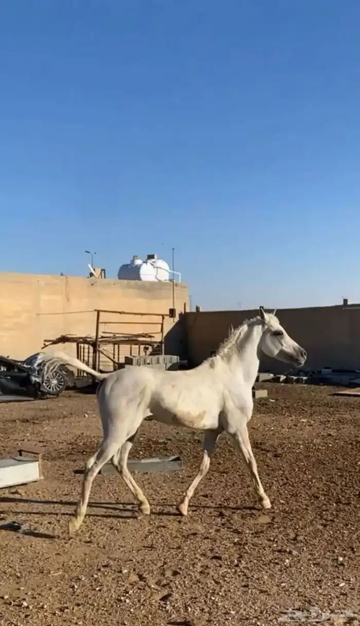 حصان شعبي للبيع 7