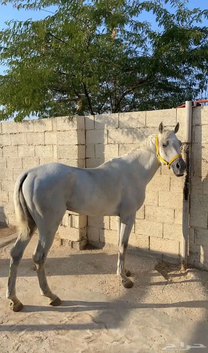 حصان شعبي للبيع 3