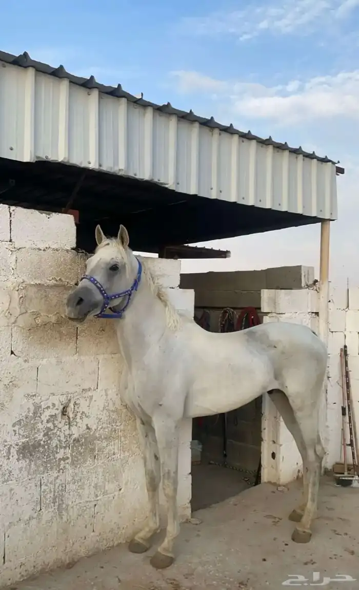 حصان شعبي للبيع 2