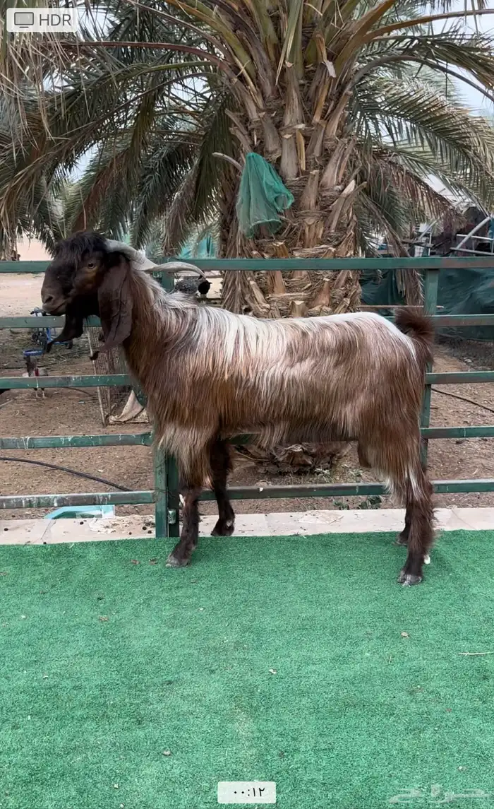 فحول قبرصية أصل 2