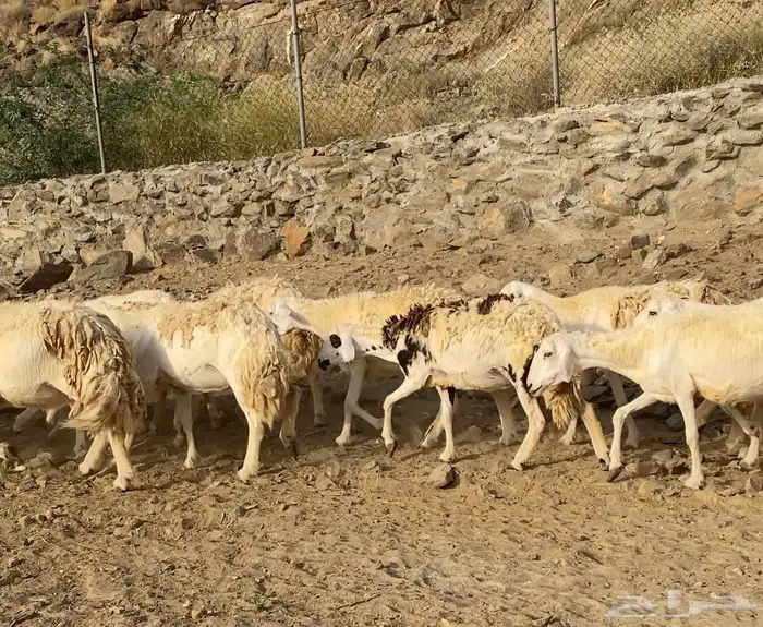ضان او غنم حري حرش جروم 34 تحتها 17 ( تم البيع) 3