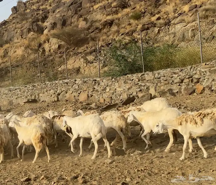 ضان او غنم حري حرش جروم 34 تحتها 17 ( تم البيع) 1
