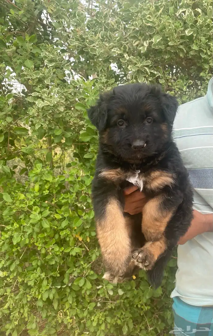 كلب جيرمن شيبرد تم بيع 10