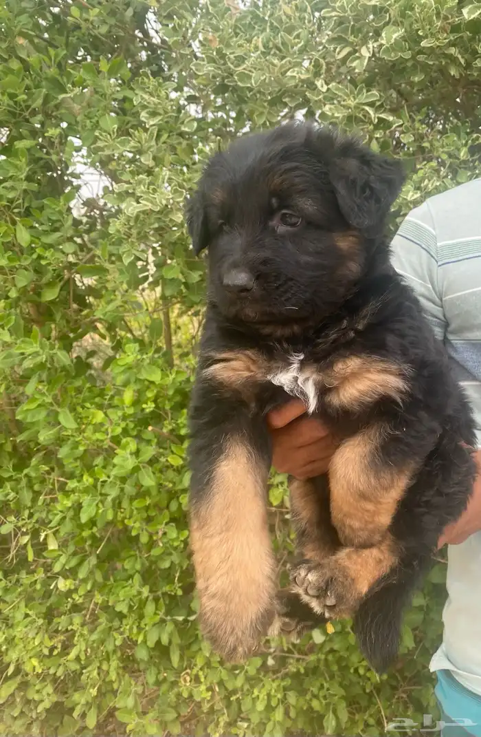 كلب جيرمن شيبرد تم بيع 12