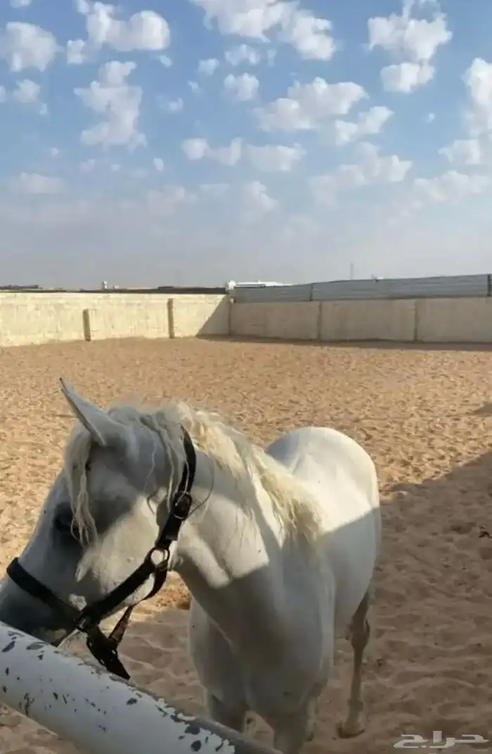 حصان شعبي للبيع 4