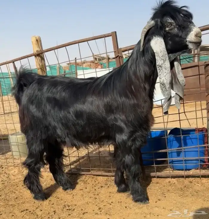للبيع تيس عارضي 0