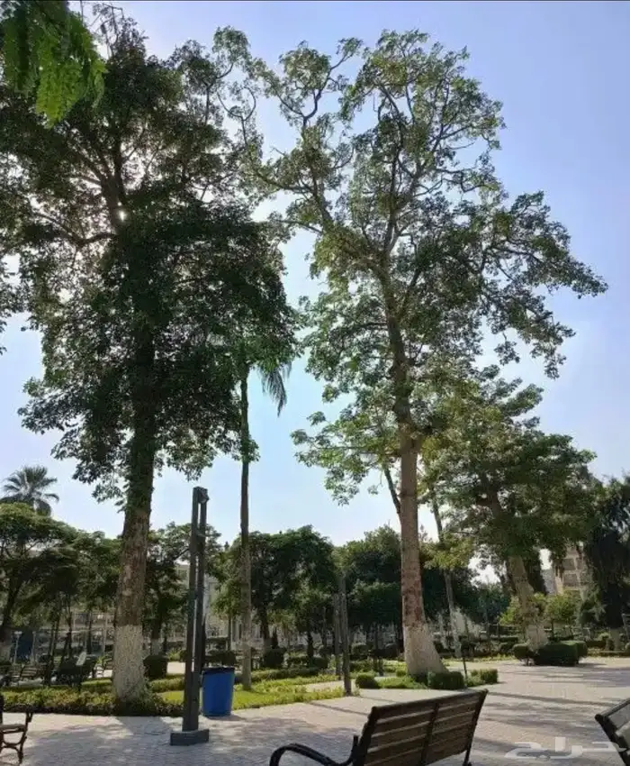 قص شجر قص نخل ونظافه زرع وجميع انواع الزراعه جدة 3