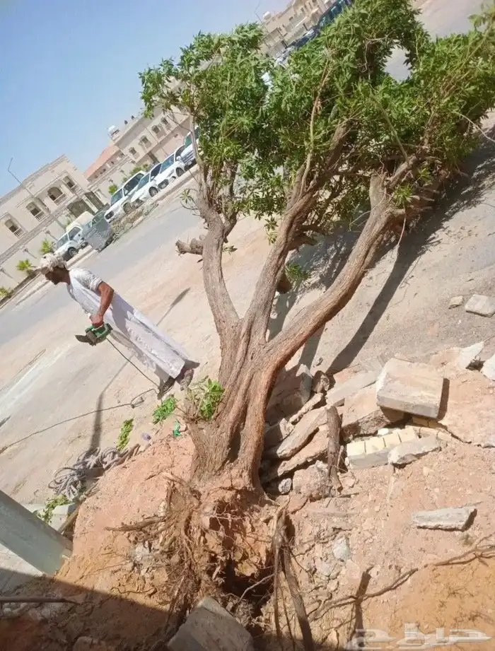 قص شجر قص نخل ونظافه زرع وجميع انواع الزراعه جدة 0