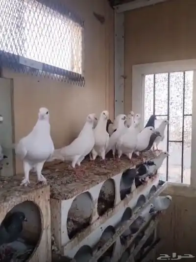 حمام فرنسي وزاجل منتج 80 جوز وتزيد 0