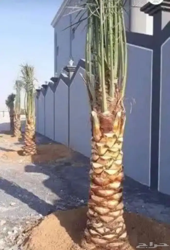قص شجر قص نخل ونظافه زرع وجميع انواع الزراعه جدة 4