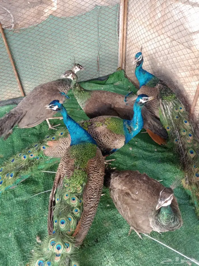 للبيع اجواز طاووس منتجه 2