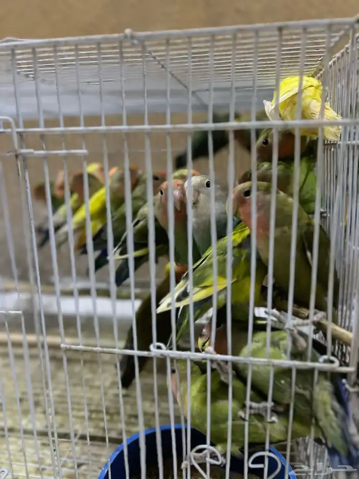 فراخه روز كبار 5