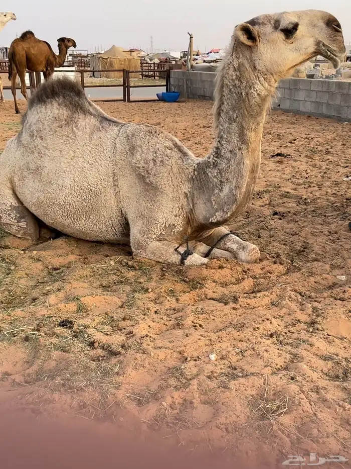 للبيع شقحاء مزاين 1