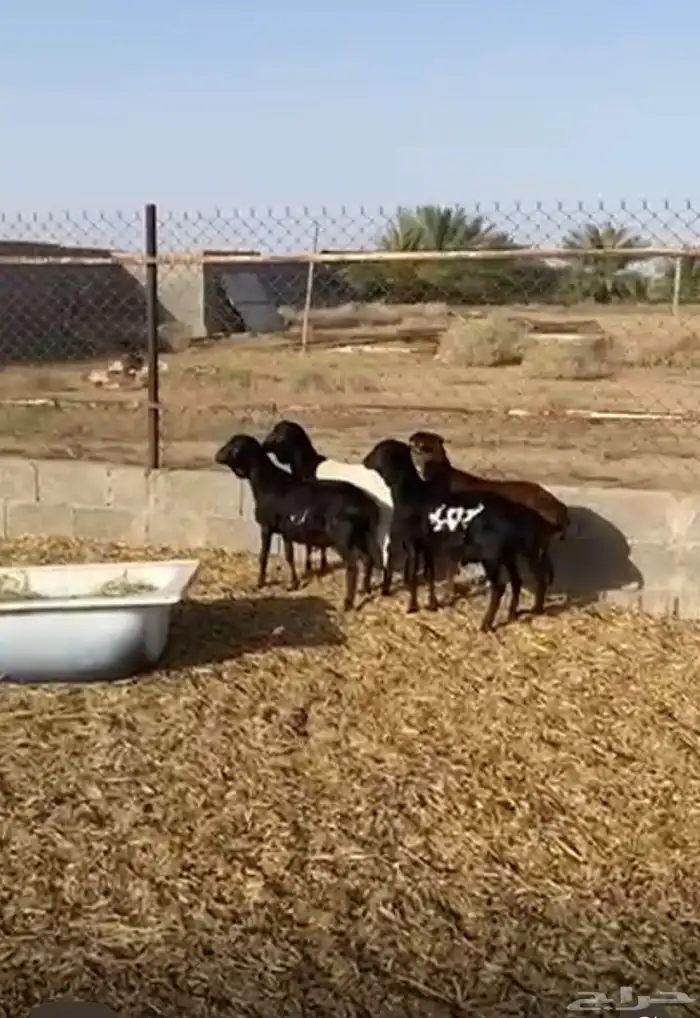 تم البيع خرفان برابر مواليد الديره 0