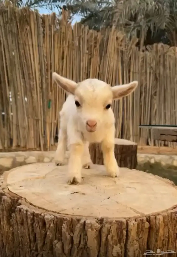 ماعز قزم صغير الليف الماعز القزم الماعز الصغير صديق الطفل 0