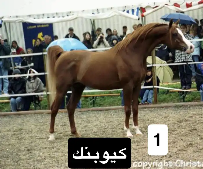 مربط الضاري للايواء والتشبيه 6