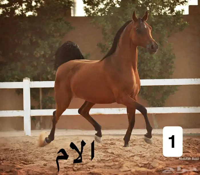 مربط الضاري للايواء والتشبيه 3