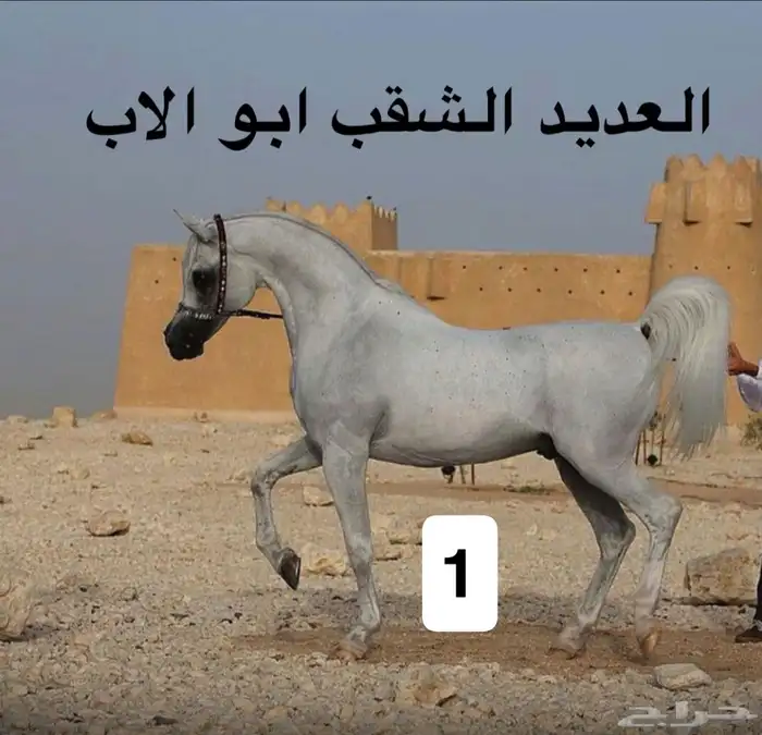مربط الضاري للايواء والتشبيه 4