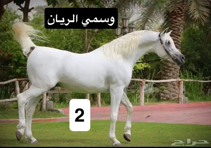 مربط الضاري للايواء والتشبيه 10