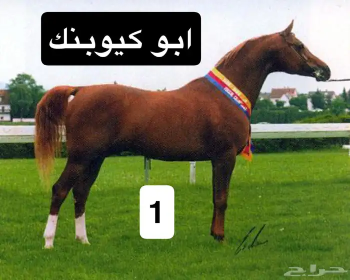 مربط الضاري للايواء والتشبيه 7