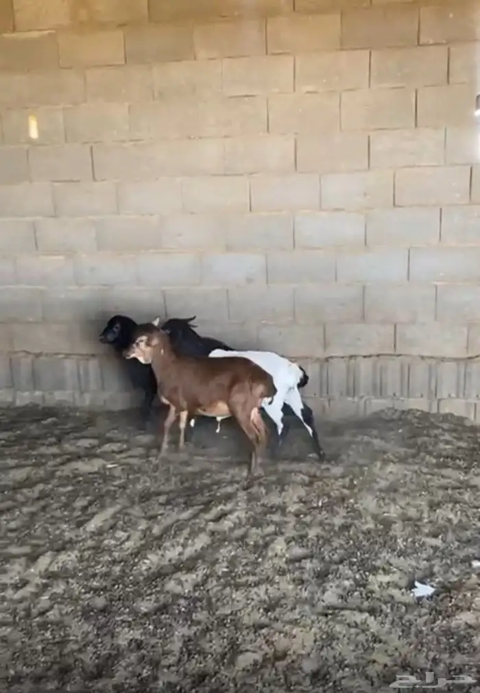 تم البيع خرفان برابر مواليد الديره 3