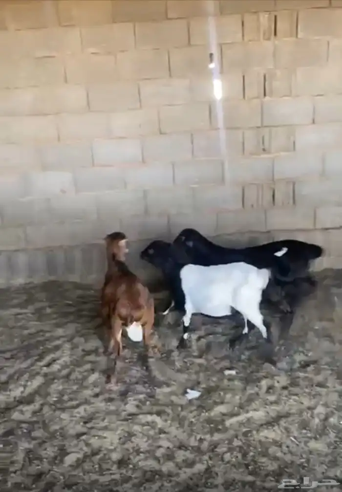 تم البيع خرفان برابر مواليد الديره 2