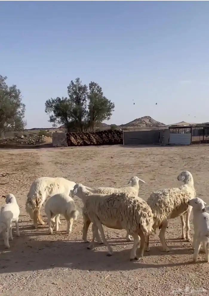 غنم حريات صنف 1